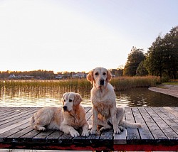 TINDRA OCH NELLY (TOPCREAMS LADY BE GOOD) (DREAM MAX BLOOM