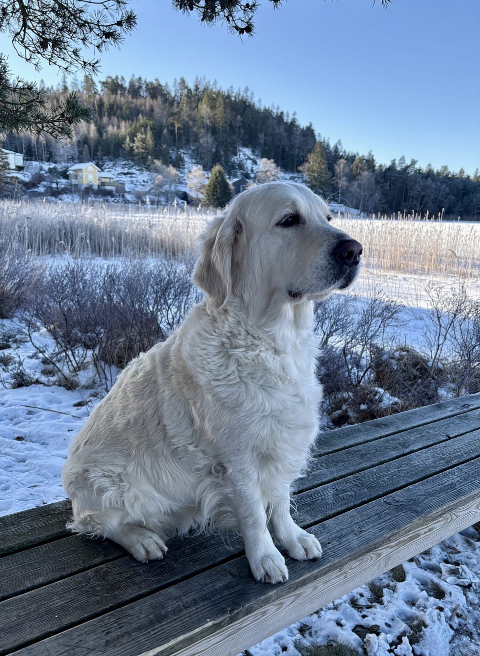 CELINE FEBRUARI 2026 ❤️ VI HAR HAFT EN MYCKET KALL OCH SNÖRIK VINTER. SOM GOLDEN RETRIEVER ÄLSKAR 😀