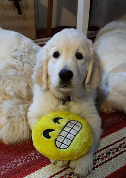 Celine som en underbar liten valp..