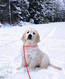 En liten underbar 8-veckors Celine...