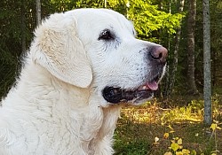 ANNIE ❤️ AMAGICLIFE EN DRÖM BLEV SANN ❤️