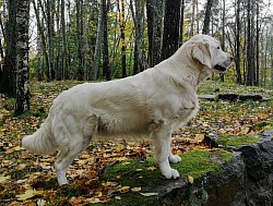 MINELLE (CHAMORELS WYVERN)