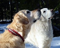 MOR OCH DOTTER... NELLY O ANNIE..