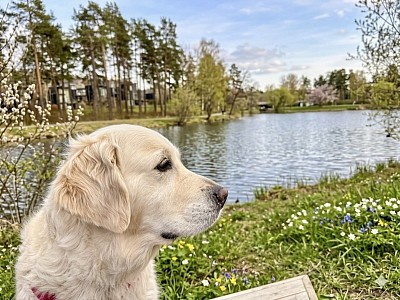 Queen Vilmas Viola ( Celine) våren 2026 🌷🌷🌷