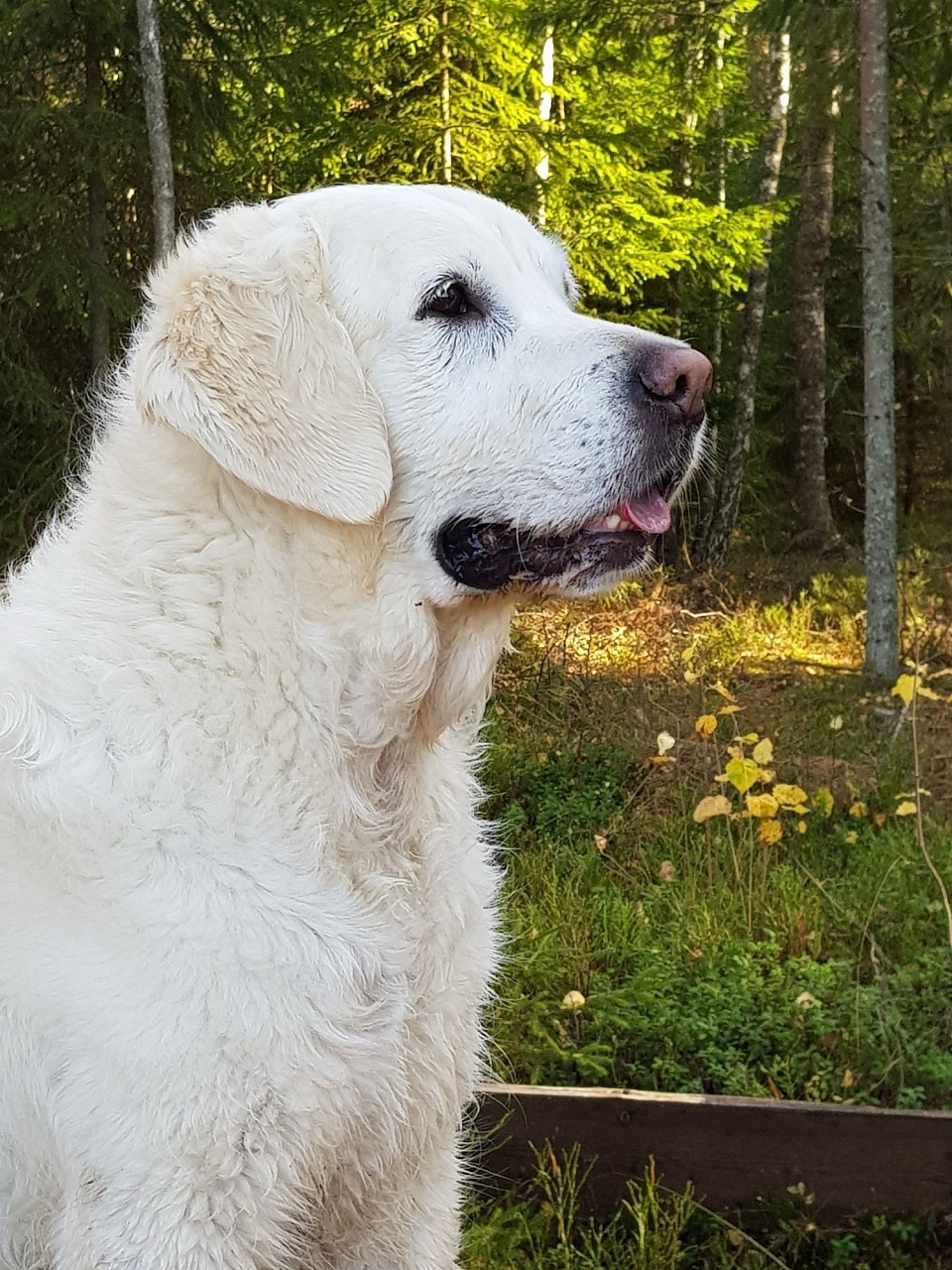 A Magic Life En Dröm Blev Sann ( Annie) ♥️♥️♥️