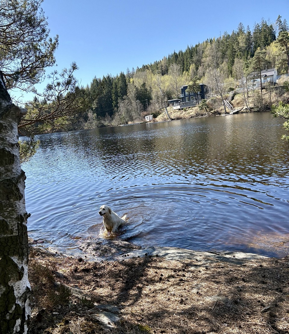 Celine älskar att bada. Precis som en äkta Goldenretriever 💦💦💦