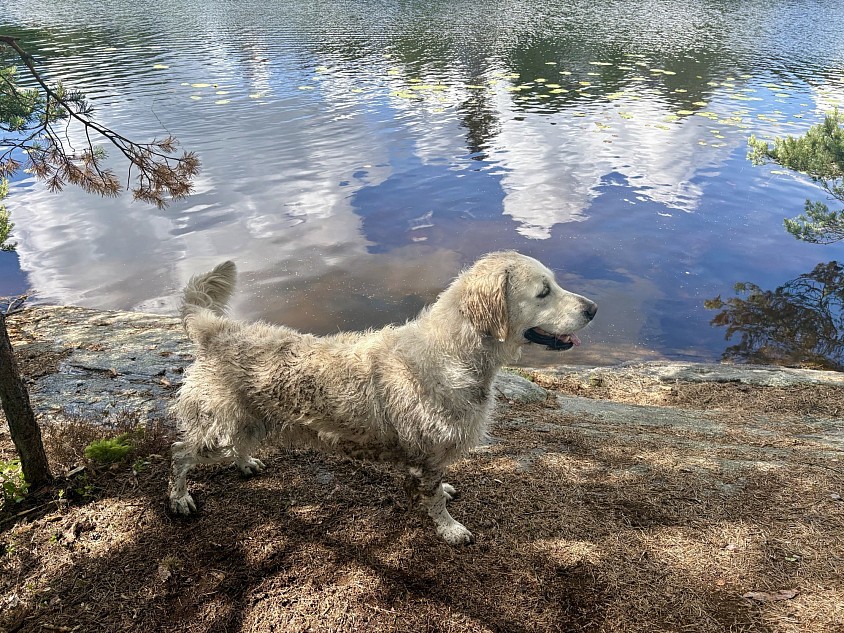 Äntligen bad för Celine. Som älskar vatten. Precis som en äkta Goldenretriever ♥️