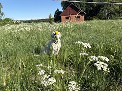 En skön försommarkväll i hagen 🌸