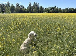 Vackert med rapsfält 💛