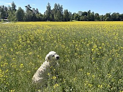 Vackert med rapsfält 💛