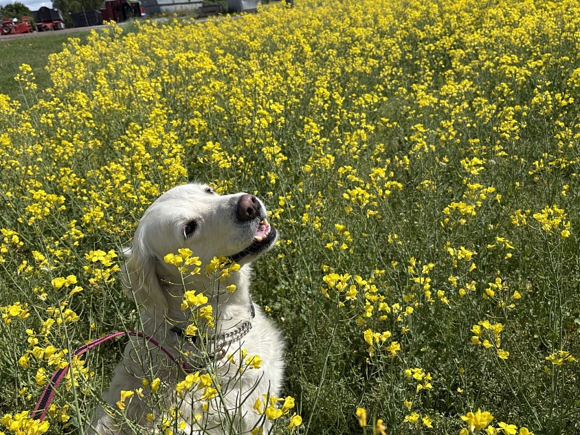Underbart med sommar 🌼🌼🌼