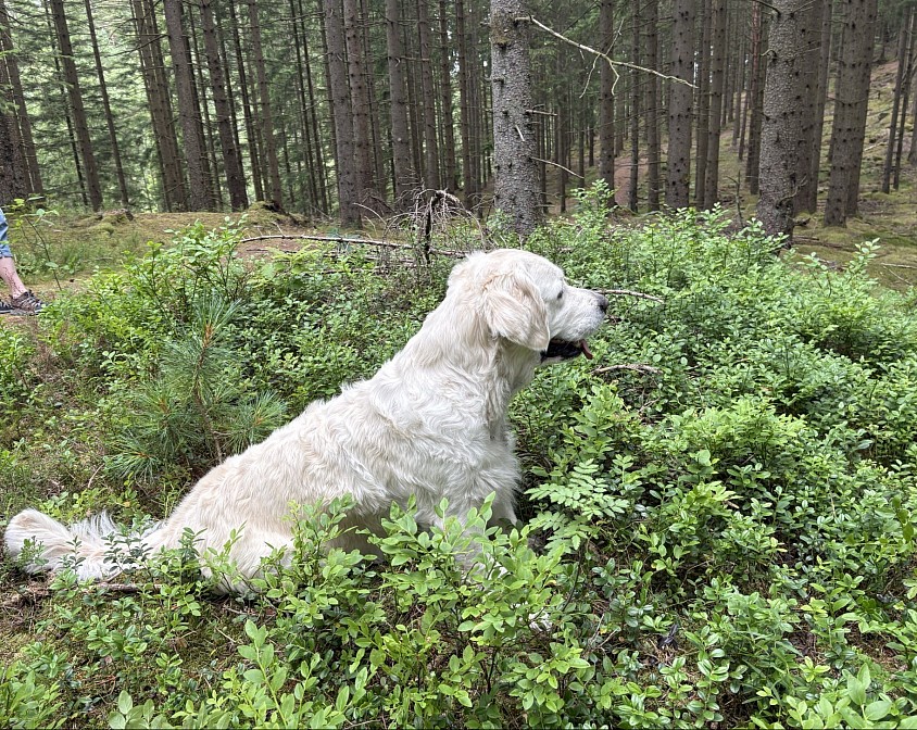 I skogen är det bäst. Svalt o skönt !
