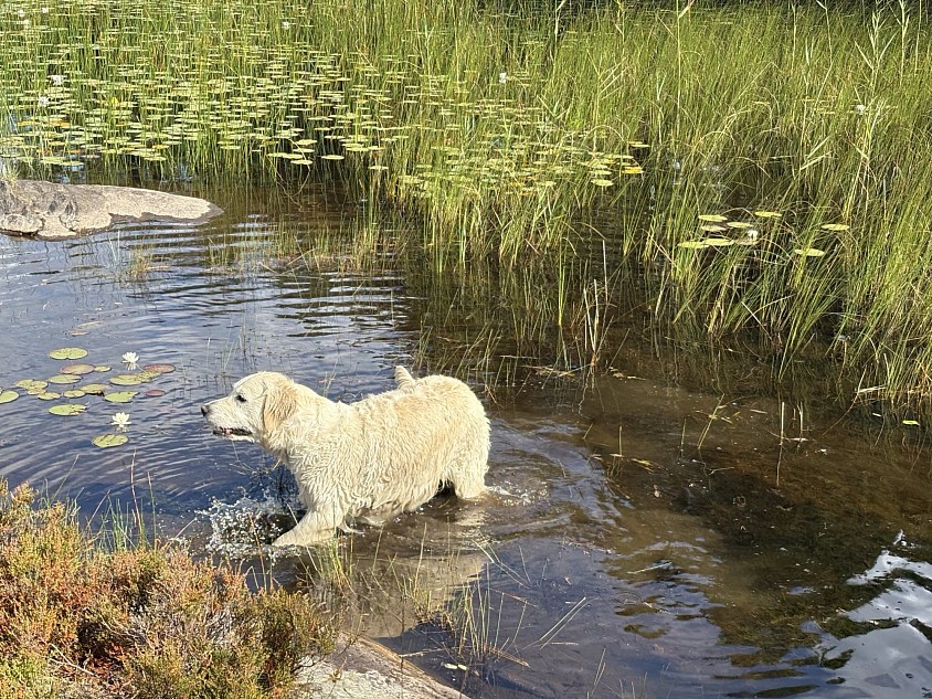 Celine älskar att bada. Precis som en äkta Goldenretriever 💦💦💦